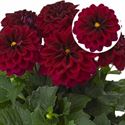 Bild von Dahlia  P12 Patty (Paars/red)